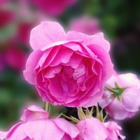 Розы в саду :: tatyana 