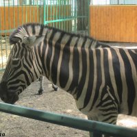 В ростовском зоопарке :: Нина Бутко