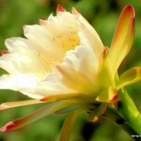 Цветок кактуса Цереус. :: Валерьян Запорожченко