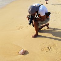 Очень интересная розовая медуза! :: Светлана Хращевская