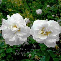 "Белые розы, белые розы, беззащитны шипы..." :: Лия ☼