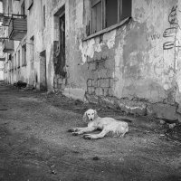 Песнь о собаке :: Солтан Жексенбеков