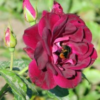 Роза с пчелой :: Вера Щукина