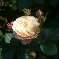 Английская роза :: Наиля 