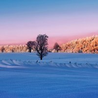 winter morning :: Elena Wymann