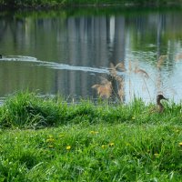 на берегу водоёма :: Галина R...