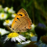 Дукачик грянець (Lycaena phlaeas) — вид денних метеликів родини синявцевих (Lycaenidae) :: Ivan Vodonos