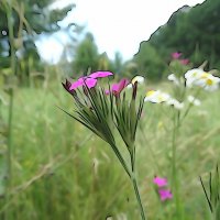 Гвоздики пучкуваті  гвоздика армерійовидна чи гвоздика армерієподібна (Dianthus armeria) :: Ivan Vodonos