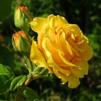 Жёлтая роза. :: Милешкин Владимир Алексеевич 