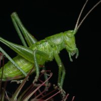 Кузнечик обыкновенный (лат. Tettigonia viridissima) :: Денис Ветренко