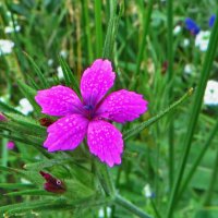 Гвоздики пучкуваті гвоздика армерійовидна чи гвоздика армерієподібна (Dianthus armeria) :: Ivan Vodonos