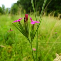Гвоздики пучкуваті  гвоздика армерійовидна чи гвоздика армерієподібна (Dianthus armeria) :: Ivan Vodonos