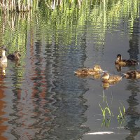 Потомство быстро подросло. :: Любовь Зинченко 