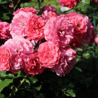 Мои розы 3 :: Nina Karyuk