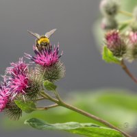 Репейник и пчела :: Игорь Сарапулов