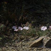 Цветы на камне :: михаил суворов
