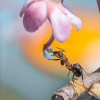 Капелька и муравей :: Ирина Коледова