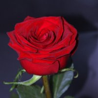 Красная роза :: Штрек Надежда 