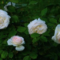 Прекрасней роз :: Наталья Лакомова