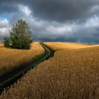 Картина пшеничного поля :: Фёдор. Лашков