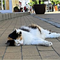 Зеленоградск - город котов и кошек. :: Валерия Комова