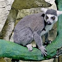 Lemur catta :: Raduzka (Надежда Веркина)