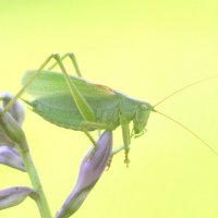 Певчий кузнечик :: Иван 