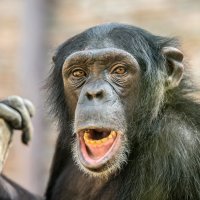 шимпанзе :: аркадий 