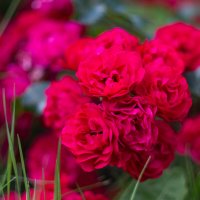 Roses / Розы / helios 44m :: Роман Шаров