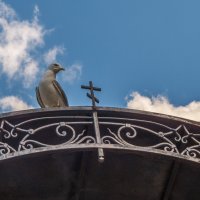 Чайка над входом в храм :: Сергей Цветков
