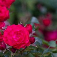Roses / розы :: Роман Шаров