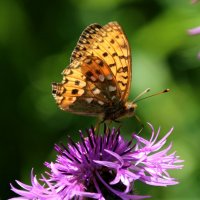 Почему бабочки любят репейник? :: владимир тимошенко 