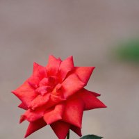 Красная роза :: Владимир Бодин