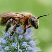 Bee :: Сергей Калёв