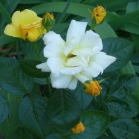 Желтые розы :: Наиля 