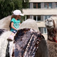 На верблюде - хорошо!.. :: Нэля Лысенко