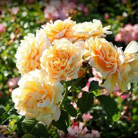 городские цветы розы :: Олег Лукьянов