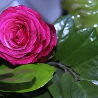 Красавица роза. :: Штрек Надежда 