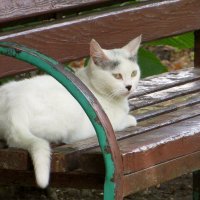 Белый кот с чёрным носом :: Татьяна Смоляниченко