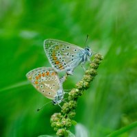 Зеленая бабочка голубянка :: Александр Леонов
