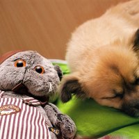 Спят усталые игрушки :: M Marikfoto
