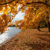 Золотая осень в парке :: Владимир Бодин