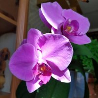 Второе цветение орхидеи. :: Ирина ***