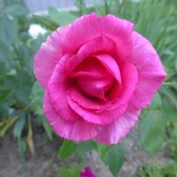 Розовая роза :: Наиля 