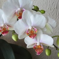 Белая орхидея цветёт :: Natalia Harries