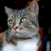 Портрет красивой кошки. :: Светлана Хращевская