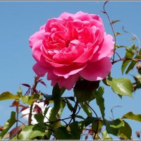Улыбка розы. :: Любовь Зинченко 