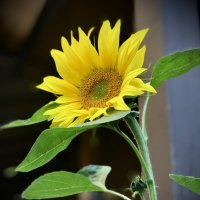 Солнечный цветок :: Любовь 