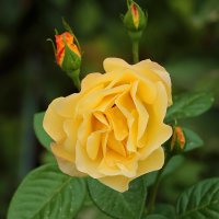 Августовская роза :: Светлана 
