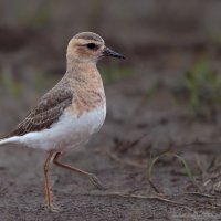 Charadrius veredus :: Yudong Liu